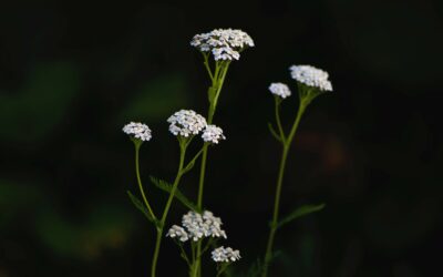 Kräuterwanderung mit Workshop 28.04. 14:00 – 18:00